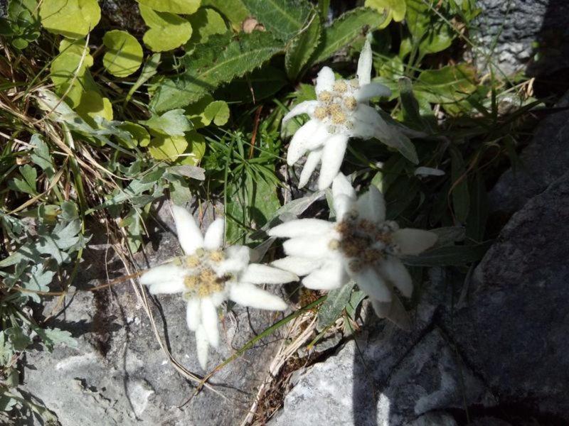 Schönau am Königssee Ferienhaus Brunnau מראה חיצוני תמונה